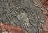Large, x Scyphocrinites Crinoid Plate - Morocco #45213-2